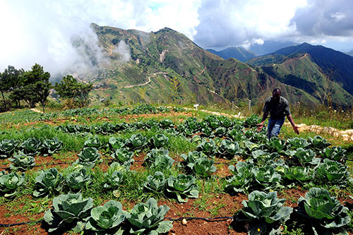 agriculteur-haiti